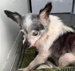Shelter Stray Female Dog last seen MARCONI AVE/ SANTA PAULA CT, 95821, 3839 Bradshaw Rd, Sacramento, CA 95827, USA
