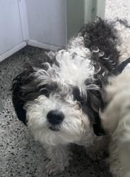 Shelter Stray Female Dog last seen 14TH ST & GLADSTONE DETROIT, MI 48206, 7401 Chrysler Dr, Detroit, MI 48211, USA