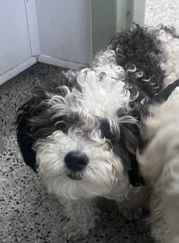 Shelter Stray Female Dog last seen 14TH ST & GLADSTONE DETROIT, MI 48206, 7401 Chrysler Dr, Detroit, MI 48211, USA