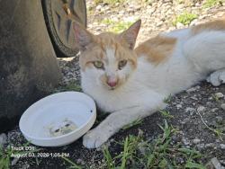 Shelter Stray Male Cat last seen Near BLOCK PROCTOR ST, DETROIT, MI ,48210, 7401 Chrysler Dr, Detroit, MI 48211, USA
