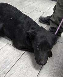 Shelter Stray Female Dog last seen Near BLOCK N ALFORD ST, RIDGECREST CA 93555, 14891 CA-178, Lake Isabella, CA 93240, USA