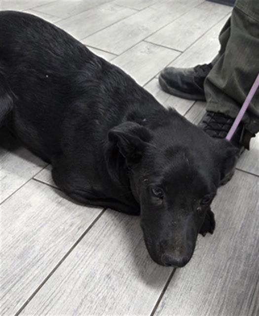 Shelter Stray Female Dog last seen Near BLOCK N ALFORD ST, RIDGECREST CA 93555, 14891 CA-178, Lake Isabella, CA 93240, USA