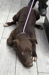 Shelter Stray Female Dog last seen Near BLOCK N ALFORD ST, RIDGECREST CA 93555, 14891 CA-178, Lake Isabella, CA 93240, USA