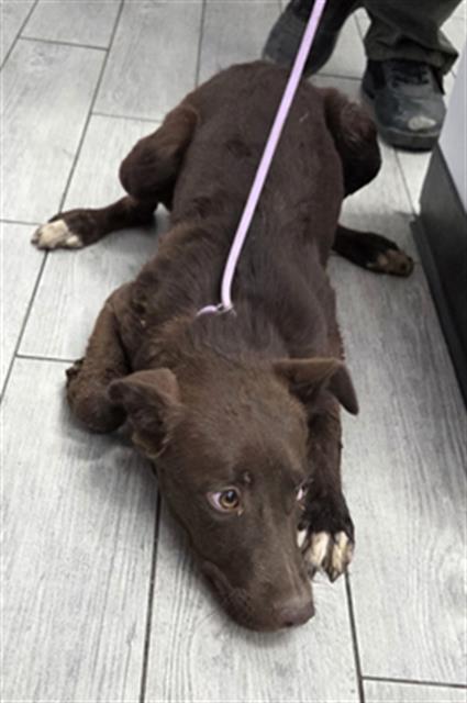 Shelter Stray Female Dog last seen Near BLOCK N ALFORD ST, RIDGECREST CA 93555, 14891 CA-178, Lake Isabella, CA 93240, USA