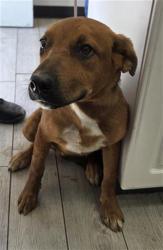 Shelter Stray Male Dog last seen Near BLOCK N ALFORD ST, RIDGECREST CA 93555, 14891 CA-178, Lake Isabella, CA 93240, USA