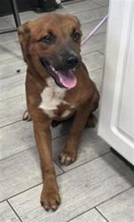 Shelter Stray Female Dog last seen Near BLOCK N ALFORD ST, RIDGECREST CA 93555, 14891 CA-178, Lake Isabella, CA 93240, USA