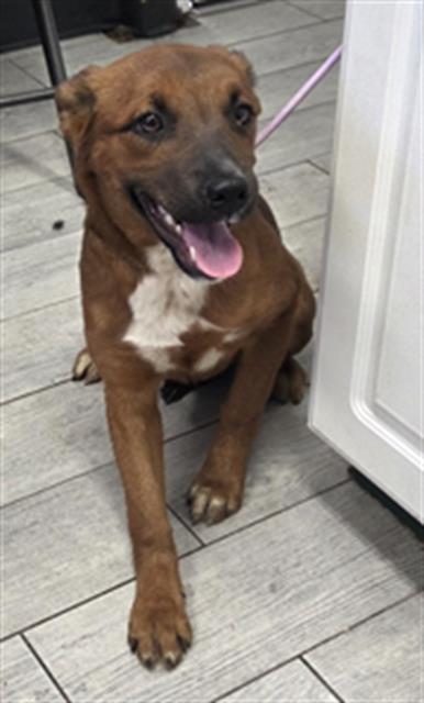 Shelter Stray Female Dog last seen Near BLOCK N ALFORD ST, RIDGECREST CA 93555, 14891 CA-178, Lake Isabella, CA 93240, USA