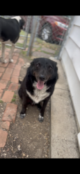 Reunited Male Dog last seen West Waggoman st and Hemphill st, Fort Worth, TX 76110