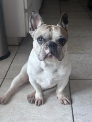 Reunited Male Dog last seen Near concord drive, Oxnard, CA 93033