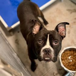 Shelter Stray Male Dog last seen FOREST DR, EUSTIS, 12280 County Rd 448, Tavares, FL 32778, USA