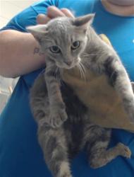 Shelter Stray Female Cat last seen Near BLOCK FAIRWAY DR, HOPE MILLS NC 28348, 4704 Corporation Dr, Fayetteville, NC 28306, USA