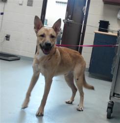 Shelter Stray Male Dog last seen Near BLOCK WATERDOWN DR, FAYETTEVILLE NC 28314, 4704 Corporation Dr, Fayetteville, NC 28306, USA