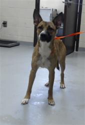 Shelter Stray Female Dog last seen Near BLOCK WATERDOWN DR, FAYETTEVILLE NC 28314, 4704 Corporation Dr, Fayetteville, NC 28306, USA