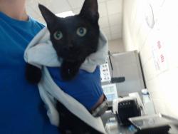 Shelter Stray Female Cat last seen Near THROWER RD, HOPE MILLS NC 28348, 4704 Corporation Dr, Fayetteville, NC 28306, USA