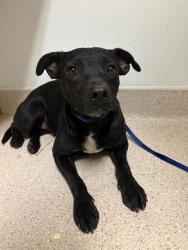 Shelter Stray Female Dog last seen Near BLOCK INDIAN CREEK RD, CALIENTE CA 93518, 3951 Fruitvale Ave, Bakersfield, CA 93308, USA