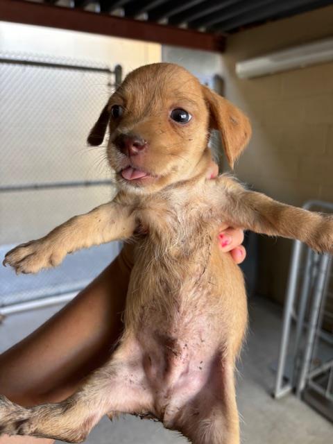 Shelter Stray Male Dog last seen Near BLK WATTS DR, BAKERSFIELD, CA, 201 S Mt Vernon Ave, Bakersfield, CA 93307, USA