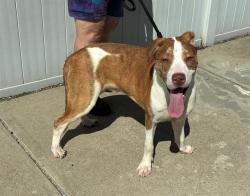 Shelter Stray Male Dog last seen HEYWOOD AVE AND FINN AVE, 3528 Newburg Rd, Louisville, KY 40218, USA