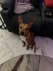 Found/Stray Female Dog last seen Lottie Lane and Reed Ave, Saginaw, TX 76179