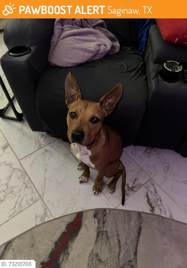 Found/Stray Female Dog last seen Lottie Lane and Reed Ave, Saginaw, TX 76179