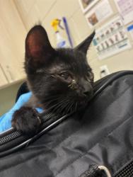 Shelter Stray Female Cat last seen 100TH AND COLORADO, 12155 Park Blvd, Brighton, CO 80601, USA