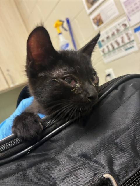 Shelter Stray Female Cat last seen 100TH AND COLORADO, 12155 Park Blvd, Brighton, CO 80601, USA