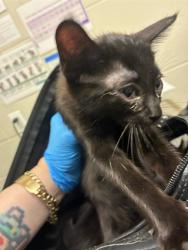 Shelter Stray Female Cat last seen 100TH AND COLORADO, 12155 Park Blvd, Brighton, CO 80601, USA