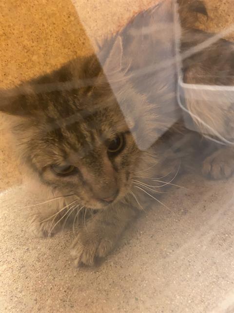 Shelter Stray Unknown Cat last seen Near BLOCK W 3500, 4522 W 3500 S, West Valley City, UT 84120, USA