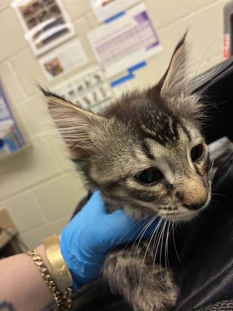 Shelter Stray Male Cat last seen 100TH AND COLORADO, 12155 Park Blvd, Brighton, CO 80601, USA