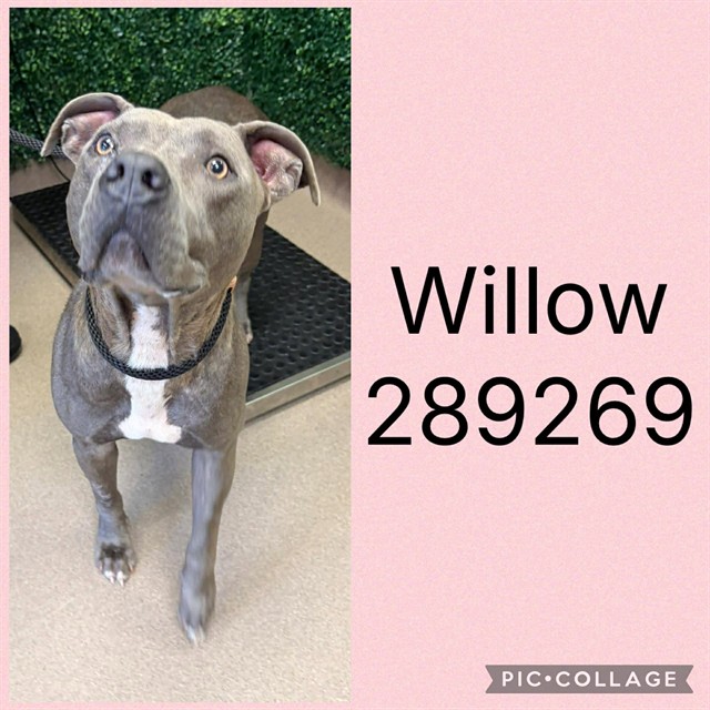 Shelter Stray Female Dog last seen GRIFFIN RD, 4214 Fulton Mill Rd, Macon, GA 31216, USA