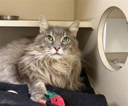Shelter Stray Male Cat last seen Near BLOCK N GALAPAGO ST, DENVER CO 80204, 1241 W Bayaud Ave, Denver, CO 80223, USA