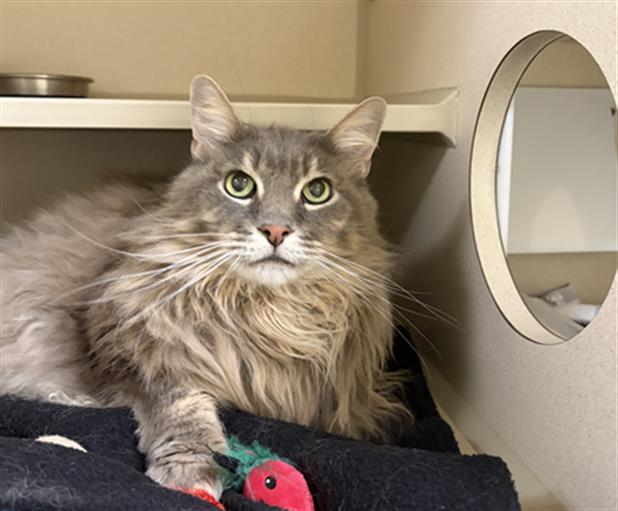 Shelter Stray Male Cat last seen Near BLOCK N GALAPAGO ST, DENVER CO 80204, 1241 W Bayaud Ave, Denver, CO 80223, USA