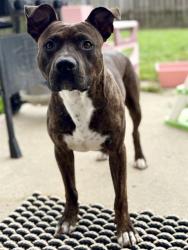 Shelter Stray Male Dog last seen CHARLOTTE, 8315 Byrum Dr, Charlotte, NC 28217, USA