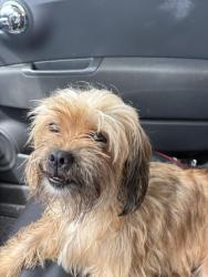 Reunited Female Dog last seen Gas station, Lake Worth Beach, FL 33460