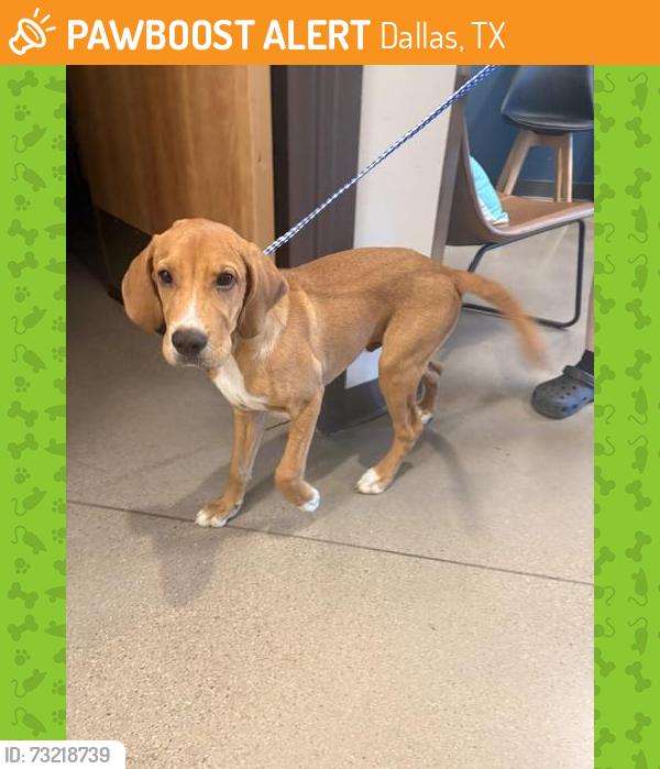 Found/Stray Male Dog last seen The Gables of Royal Lane, Dallas, TX 75229