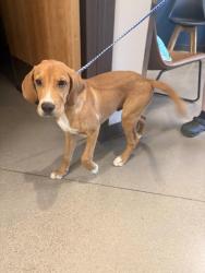 Found/Stray Male Dog last seen The Gables of Royal Lane, Dallas, TX 75229