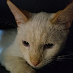 Lost Male Cat last seen At the end of big island and Shiloh rd, Big Island Rd,  28043