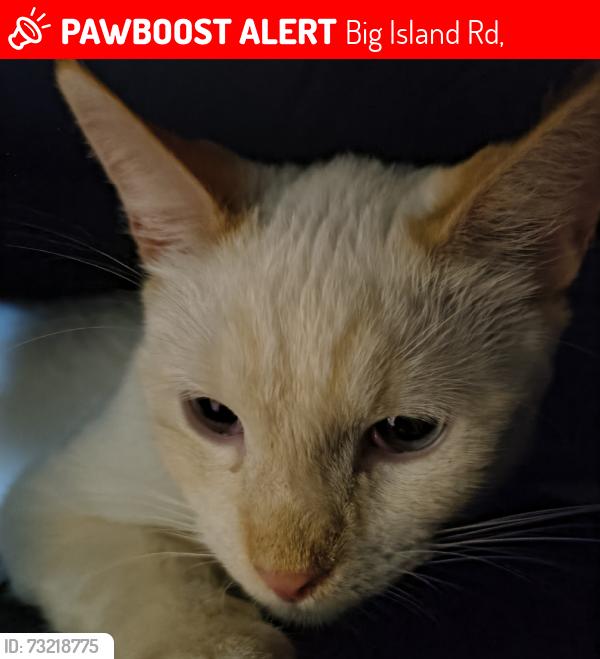 Lost Male Cat last seen At the end of big island and Shiloh rd, Big Island Rd,  28043