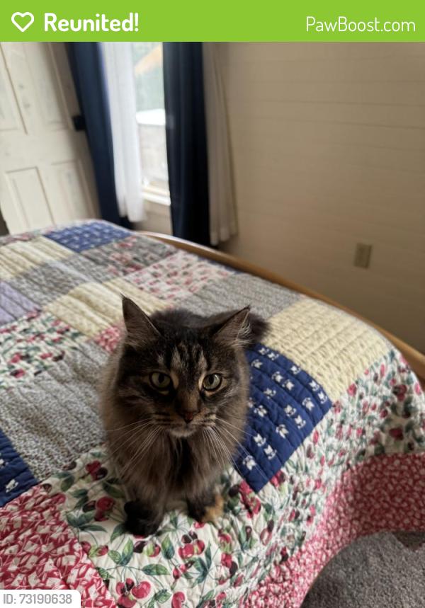 Reunited Female Cat last seen Nevadaville Rd and Central City Parkway, Central City, CO 80427