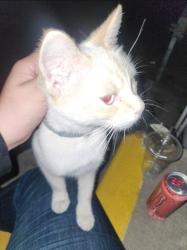 Found/Stray Unknown Cat last seen Roaming the apmt parking lot, Colton, CA 92324
