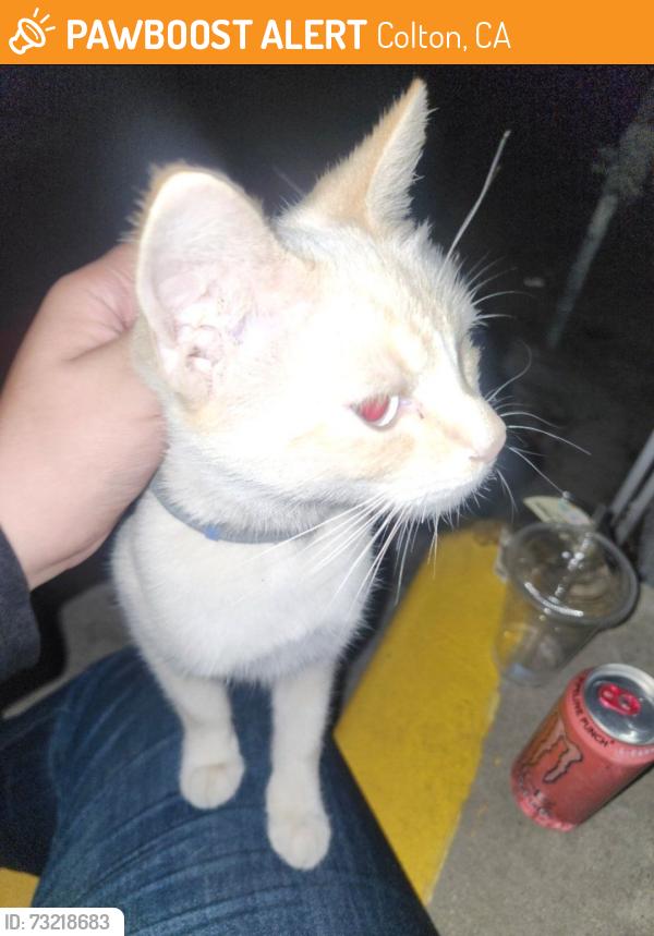 Found/Stray Unknown Cat last seen Roaming the apmt parking lot, Colton, CA 92324