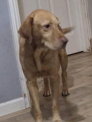 Reunited Male Dog last seen Near Cabrillo Ave, Santa Clara, CA 95051, USA, Santa Clara, CA 95051