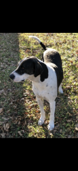 Reunited Male Dog last seen West Waggoman st and Hemphill st, Fort Worth, TX 76110