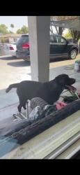 Found/Stray Male Dog last seen University & date, Mesa, AZ 85201