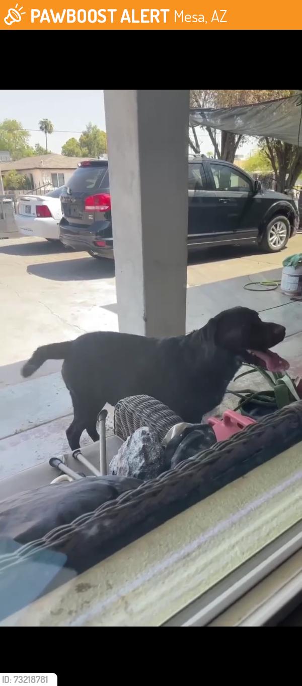 Found/Stray Male Dog last seen University & date, Mesa, AZ 85201