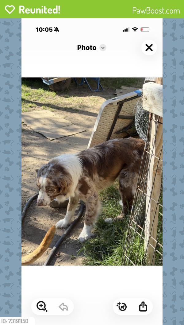 Reunited Male Dog last seen E and 48th, San Bernardino, CA 92407