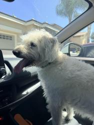 Found/Stray Male Dog last seen Coral island court, Menifee, CA 92585
