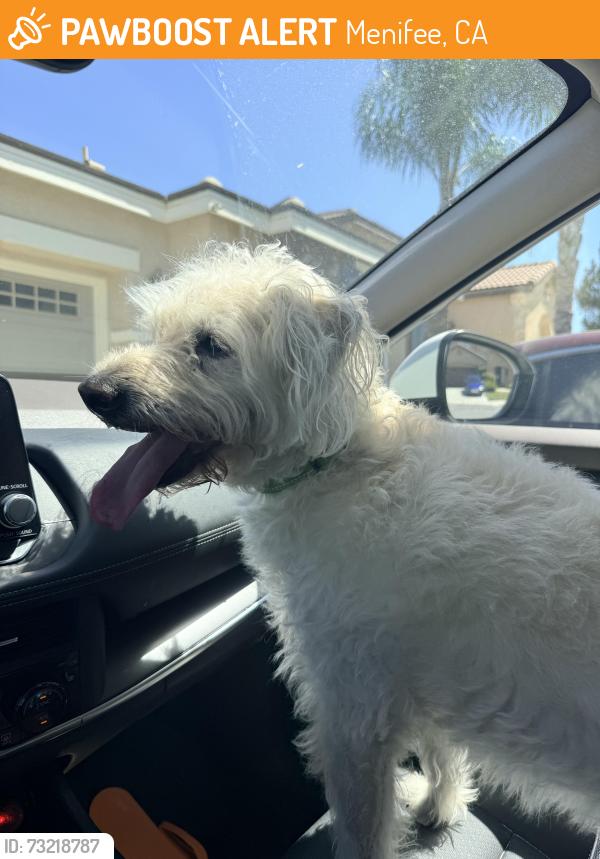 Found/Stray Male Dog last seen Coral island court, Menifee, CA 92585