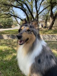 Reunited Male Dog last seen valley trails, San Antonio, TX 78250