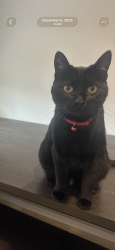 Lost Male Cat last seen Near Davidson ranch dr, Georgetown, TX 78626