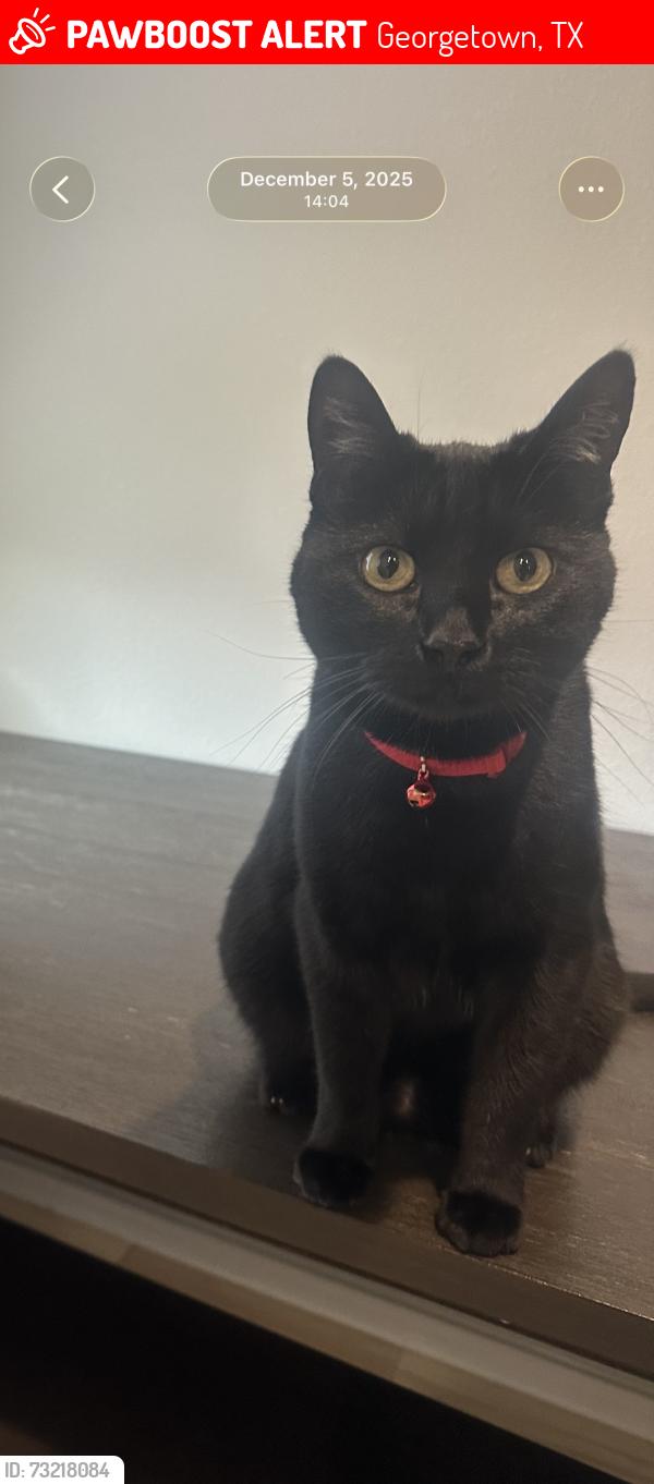 Lost Male Cat last seen Near Davidson ranch dr, Georgetown, TX 78626